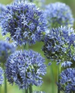 Allium Azureum (Caeruleum)