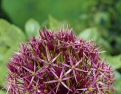 Allium Christophii