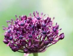 Allium Atropurpureum