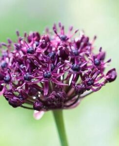Allium Atropurpureum