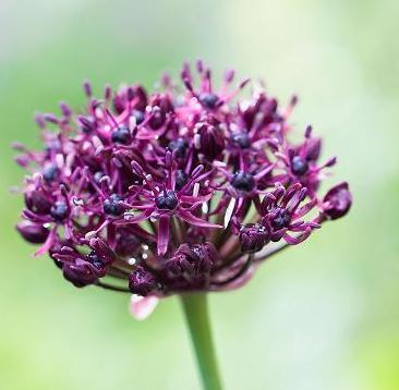 Allium Atropurpureum