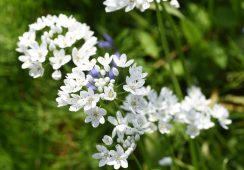 Allium Cowanii