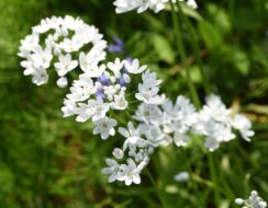 Allium Cowanii