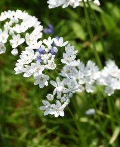 Allium Cowanii