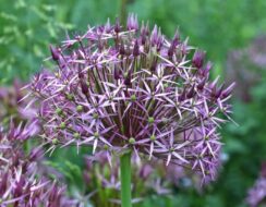 Allium Cristophii