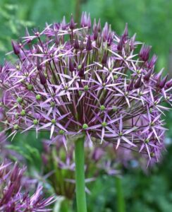 Allium Cristophii