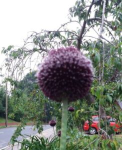 Allium Forelock