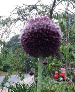 Allium Forelock