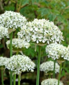 Allium Nigrum