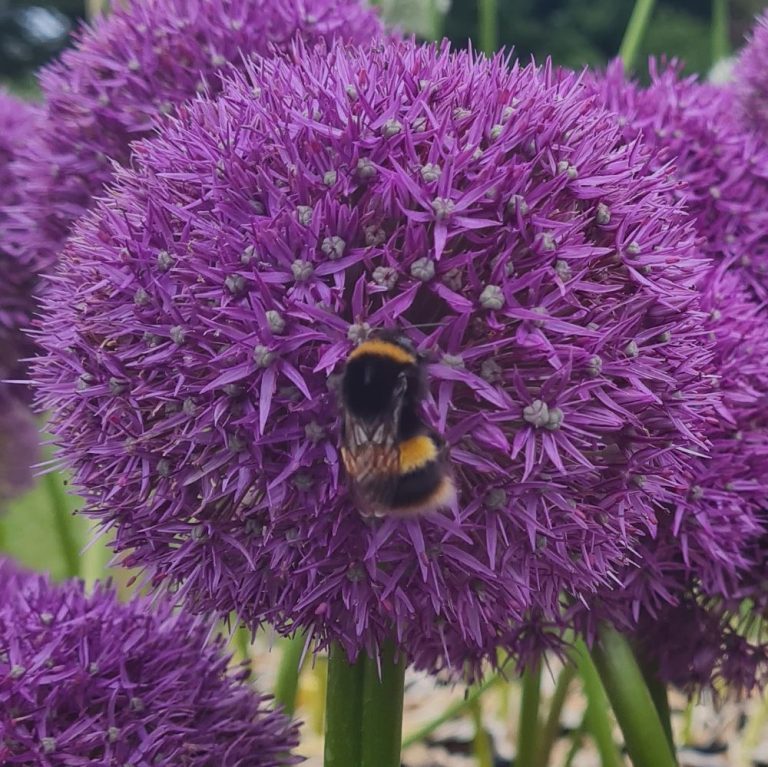 Allium Pinball Wizard Anglia Bulb Company