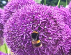 Allium Pinball Wizard