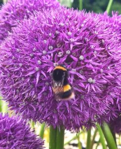 Allium Pinball Wizard