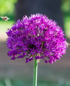 Allium Purple Sensation