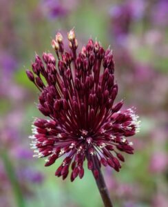 Allium Red Mohican
