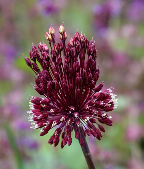 Allium Red Mohican