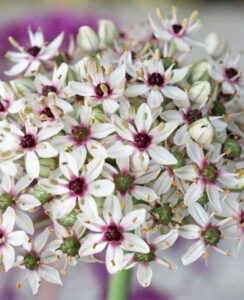 Allium Silver Spring