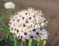 Allium Silver Spring