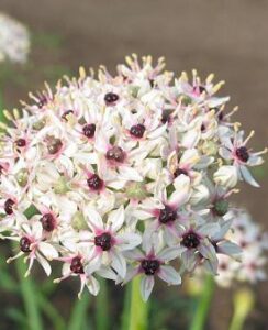 Allium Silver Spring