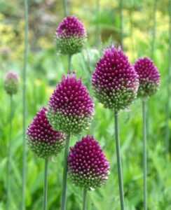 Allium Sphaerocephalon