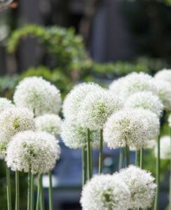 Allium White Giant
