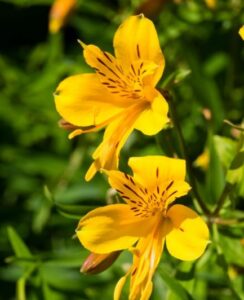 Alstroemeria Aurea Lutea