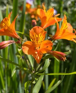 Alstroemeria Orange King
