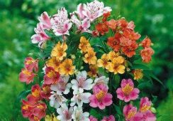Alstroemeria Ligtu Hybrids