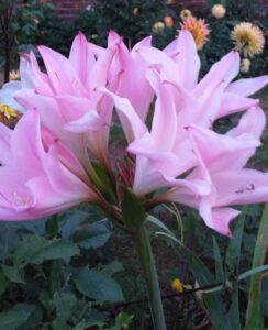 Amarcrinum Howardii