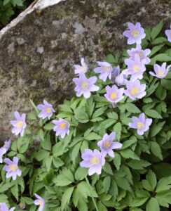 Anemone Robinsoniana