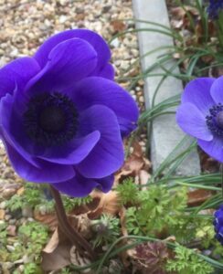 Anemone de Caen, Mr Fokker