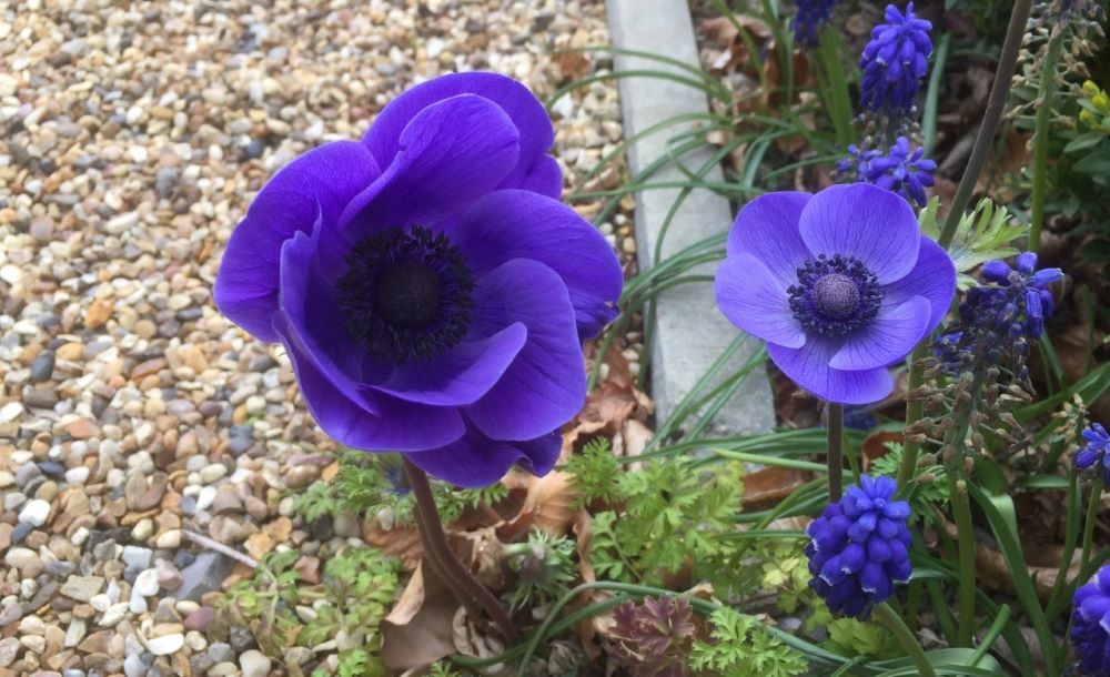 Anemone de Caen, Mr Fokker - Anglia Bulb Company