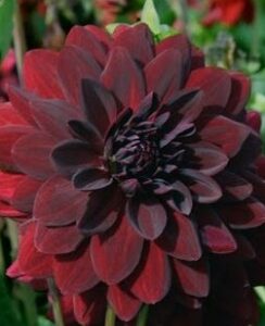Dahlia Arabian Night