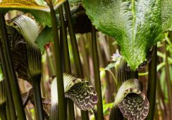 Arisaema Griffithii