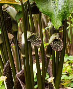 Arisaema Griffithii