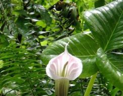Arisaema candidissimum