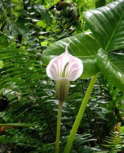 Arisaema candidissimum