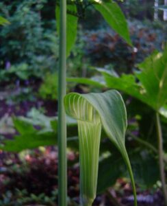 Arisaema Concinnum