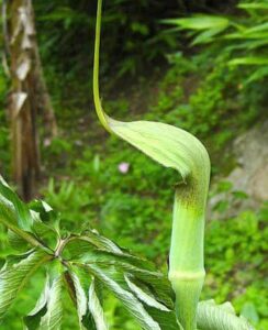 Arisaema Tortuosum