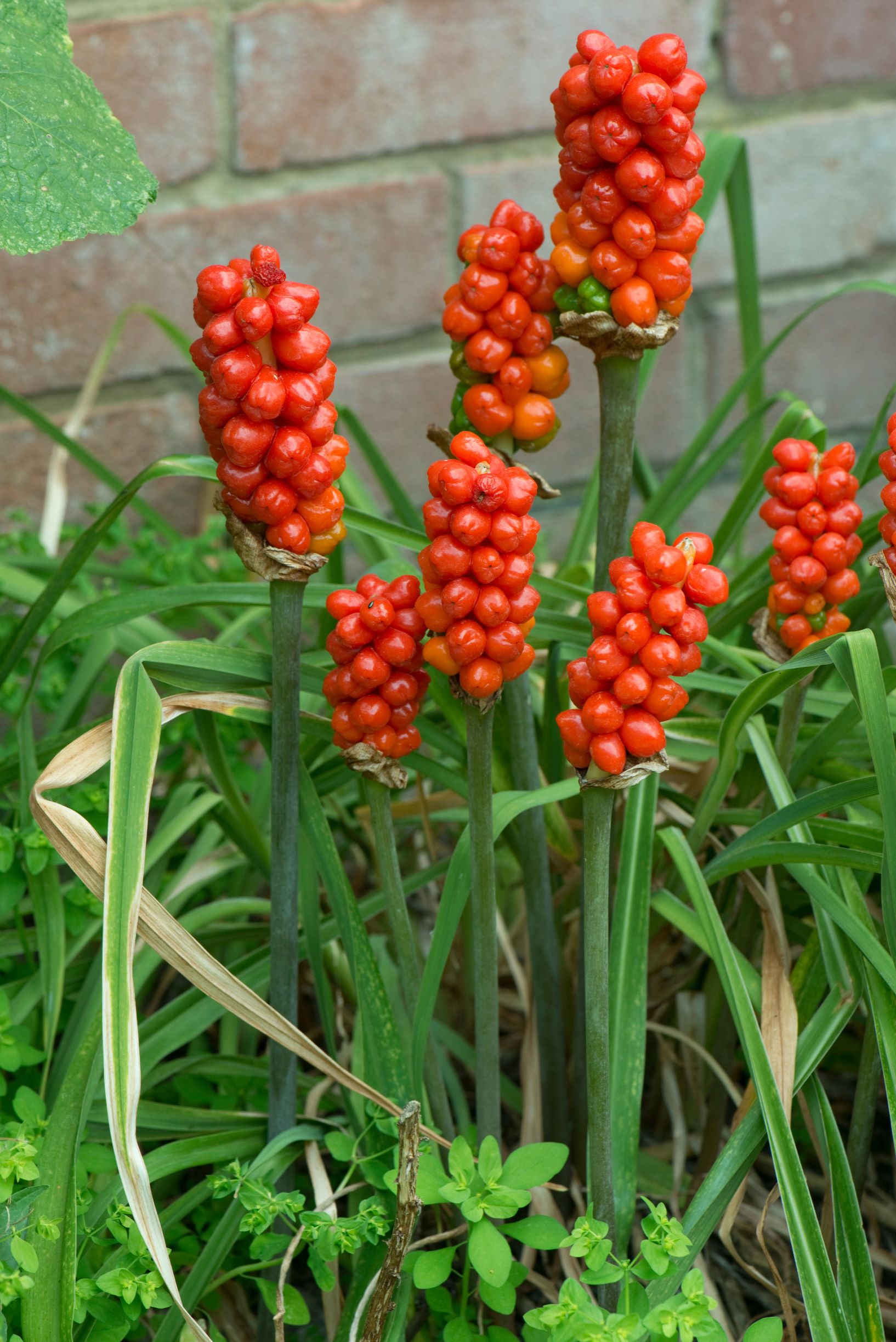 Arum Italicum
