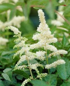 Astilbe Deutschland