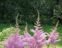 Astilbe Rheinland