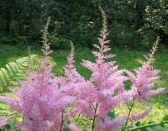 Astilbe Rheinland