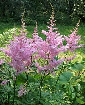 Astilbe Rheinland