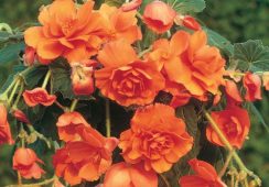 Begonia Cascade Orange