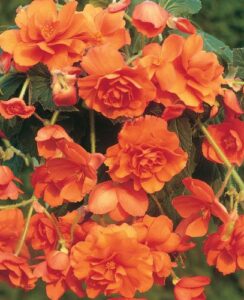 Begonia Cascade Orange