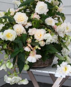 Begonia Odorata Angelique
