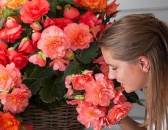 Begonia Odorata Pink Delight