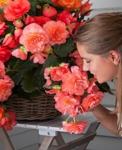 Begonia Odorata Pink Delight