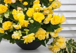 Begonia Odorata Sunny Dream