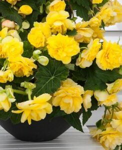 Begonia Odorata Sunny Dream